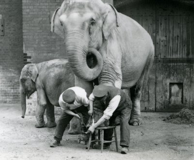 Éléphant indien adulte femelle, Assam Lukhi avec le gardien Charles Eyles, se faisant tailler les pieds au Zoo de Londres, septembre 1923 - Frederick William Bond